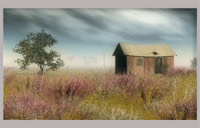 Fields